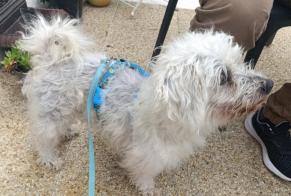 Alerta de Hallazgo Perro  Macho Cherbourg-en-Cotentin Francia