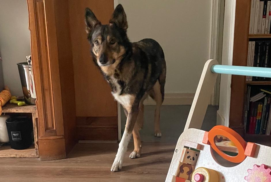 Alerta de Desaparición Perro cruce Hembra , 8 años Toulouse Francia