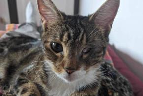 Alerta de Desaparición Gato  Hembra , 3 años Boulogne-sur-Mer Francia