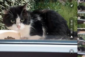 Alerta de Hallazgo Gato Desconocido Cahors Francia