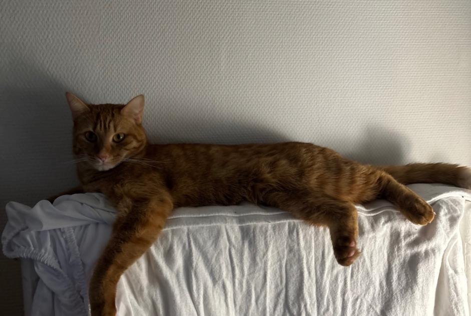 Alerta de Desaparición Gato  Macho , 2 años Lille Francia