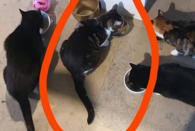 Gato Desaparecido en Nieuw-Vennep (, Países Bajos)  - alerta desaparición Pet Alert n° 367426