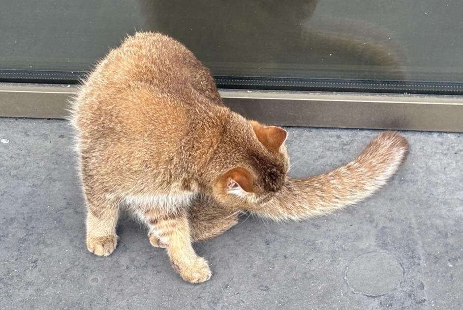 Gato Encontrado en Utrecht (, Países Bajos)  - alerta Hallazgo Pet Alert n° 367595