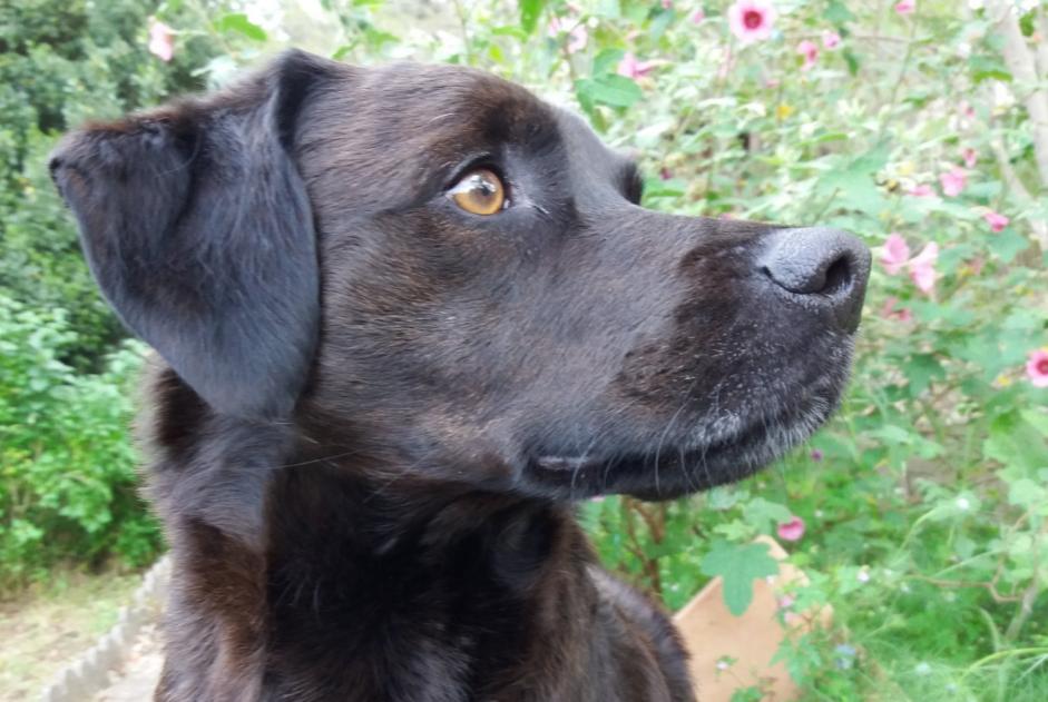 Alerte Disparition Chien croisement Mâle , 13 ans Marignane France