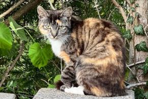 Alerte Découverte Chat Femelle Lelystad Pays-Bas