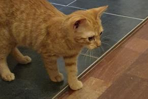Alerte Découverte Chat Inconnu Geldrop Pays-Bas