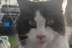 Alerte Disparition Chat  Mâle , 7 ans Reutum Pays-Bas