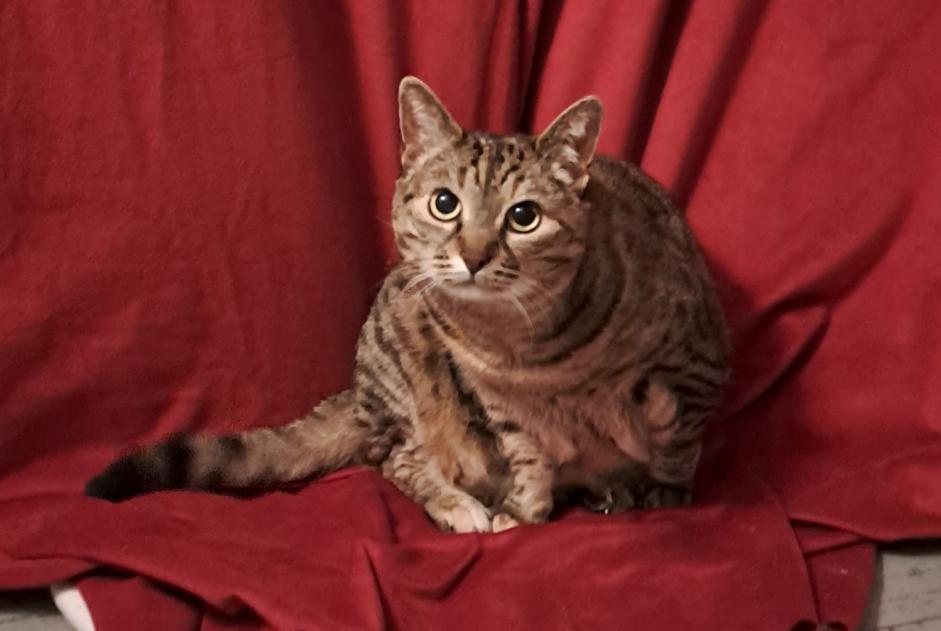 Alerte Disparition Chat croisement Femelle , 11 ans Biarritz France