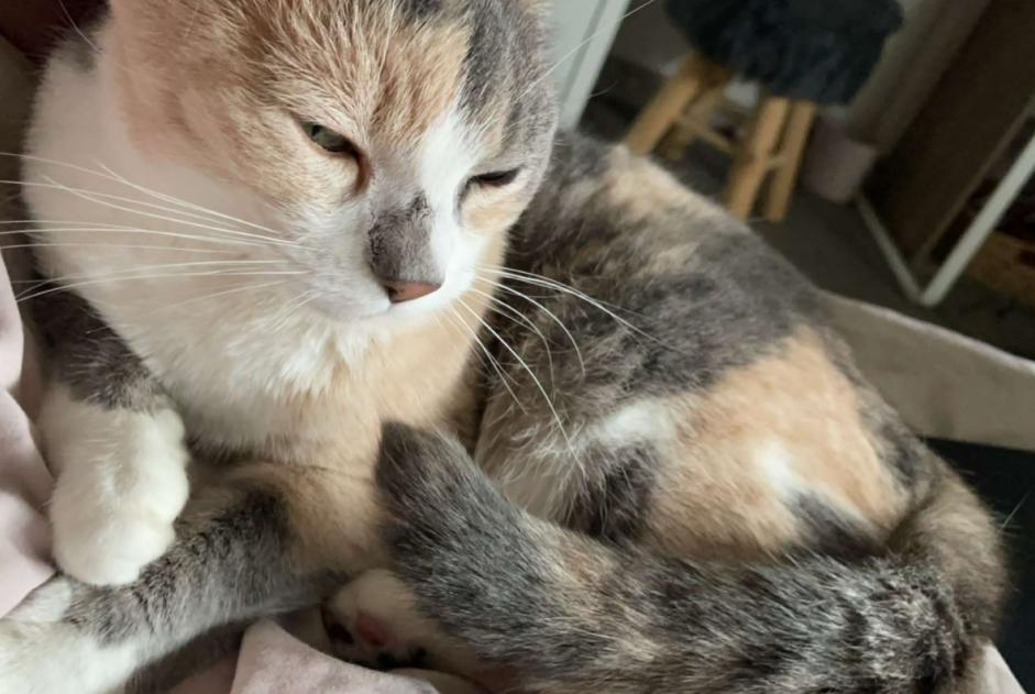 Alerte Disparition Chat croisement Femelle , 8 ans Châteauroux France