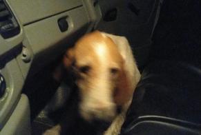 Alerte Découverte Chien Inconnu , 6 ans Busserolles France