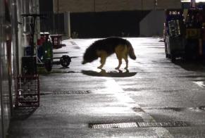 Alerte Découverte Chien croisement Inconnu Archamps France