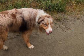 Alerte Découverte Chien  Mâle Lucciana France