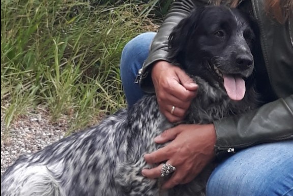 Alerte Disparition Chien  Femelle , 0 ans Kloosterhaar Pays-Bas