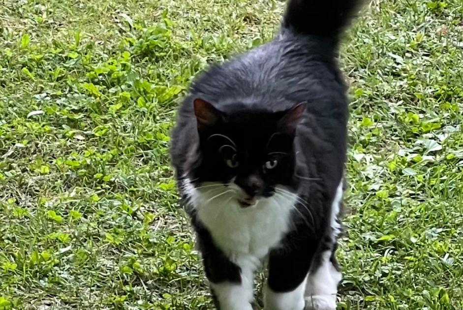 Alerte Disparition Chat Femelle , 12 ans Neuvecelle France