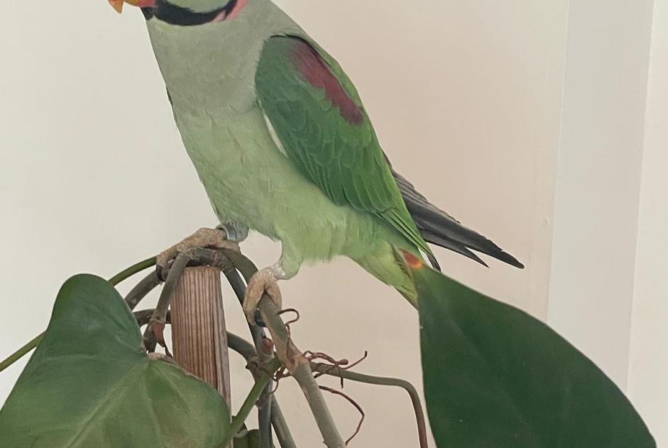 Alerte Disparition Oiseau Mâle , 2025 ans Aix-en-Provence France