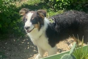 Alerte Disparition Chien  Mâle , 1 ans Ouges France