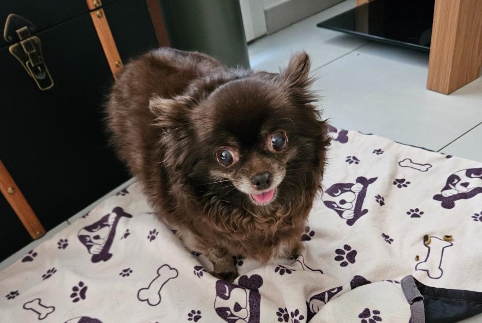 Alerte Découverte Chien  Femelle , 6 ans Nîmes France