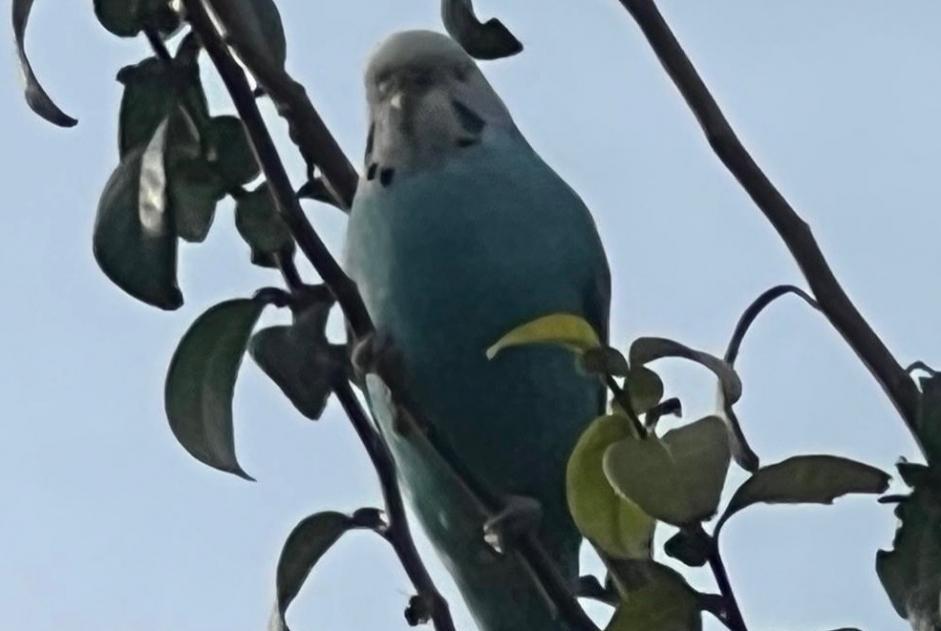 Alerte Découverte Oiseau Inconnu Bex Suisse