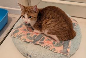 Alerte Découverte Chat Mâle Delft Pays-Bas