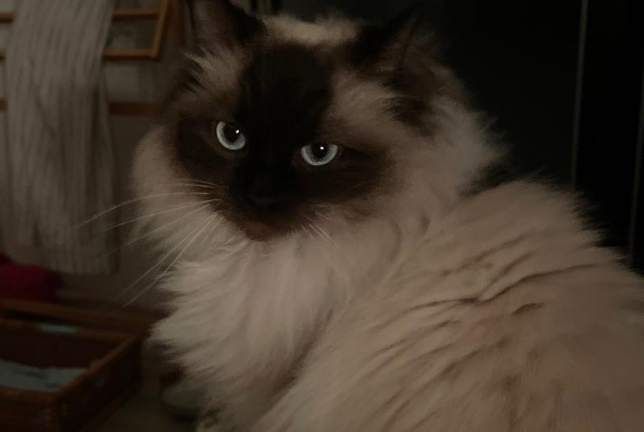 Chat Trouvé à Oss (, Pays-Bas) - alerte découverte Pet Alert n° 364350