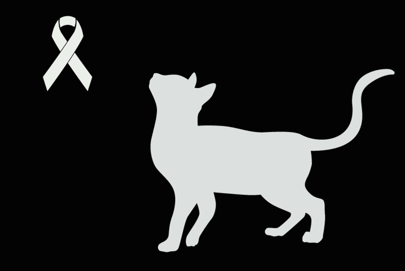 Fundmeldung Katze Unbekannt , Zwischen 9 und 12 Monaten Lozanne Frankreich