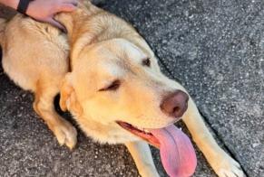 Avviso Ritrovamento Cane incrocio di razze Maschio Sarrola-Carcopino Francia
