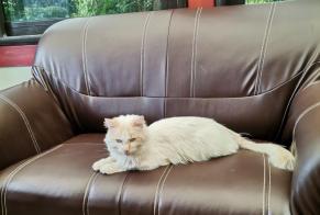 Avviso Ritrovamento Gatto Maschio Le Bignon Francia