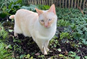 Avviso scomparsa Gatto incrocio di razze Maschio , 3 anni Thaon Francia