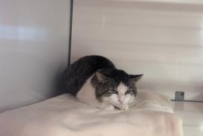 Avviso Ritrovamento Gatto Maschio Visseiche Francia