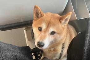 Avviso scomparsa Cane  Femmina , 8 anni Beaulieu-sur-Loire Francia