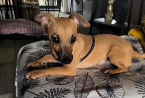 Avviso Ritrovamento Cane incrocio di razze Maschio Fauverney Francia