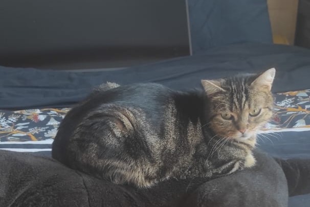 Avviso scomparsa Gatto Maschio , 5 anni Saint-Herblain Francia