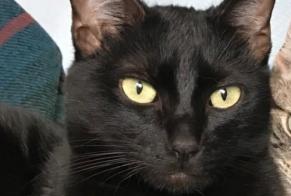 Avviso scomparsa Gatto Maschio , 2 anni Sartrouville Francia