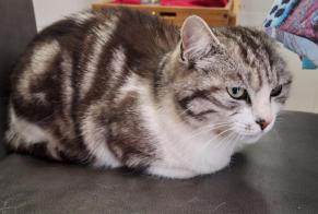 Avviso scomparsa Gatto incrocio di razze Femmina , 6 anni Caudan Francia