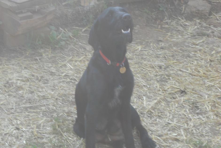 Vermësstemeldung Hond  Weiblech , 5 joer Saint-Maudan France
