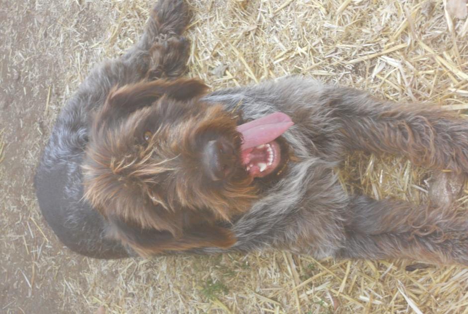 Vermësstemeldung Hond  Männlech , 5 joer Saint-Maudan France