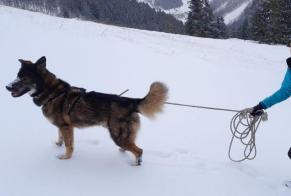 Vermësstemeldung Hond kräizung Männlech , 4 joer Saint-Gervais-les-Bains France