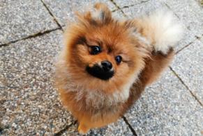 Vermësstemeldung Hond  Weiblech , 1 joer Saint-Germain-le-Vasson France