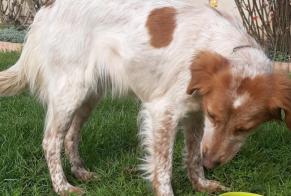 Ontdekkingsalarm Hond  Vrouwtje , 4 jaar Fourquevaux Frankrijk