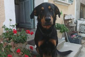 Verdwijningsalarm Hond rassenvermenging Mannetje , 4 jaar L'Isle-Arné Frankrijk