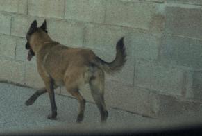 Ontdekkingsalarm Hond  Onbekend Espira-de-l'Agly Frankrijk