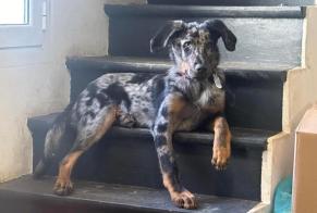 Verdwijningsalarm Hond  Mannetje , 1 jaar Villemolaque Frankrijk