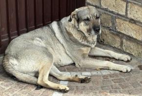 Ontdekkingsalarm Hond rassenvermenging Mannetje Roma Italië