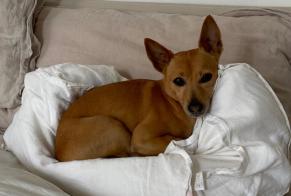 Verdwijningsalarm Hond  Mannetje , 7 jaar Rueil-Malmaison Frankrijk