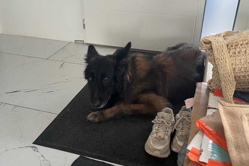 Ontdekkingsalarm Hond  Mannetje Doesburg Nederland