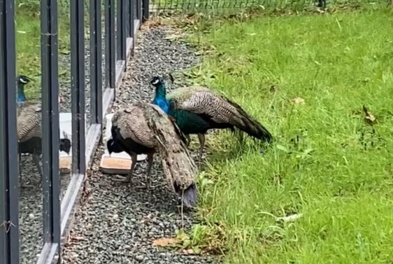 Ontdekkingsalarm Vogel Mannetje La Roche-sur-Yon Frankrijk