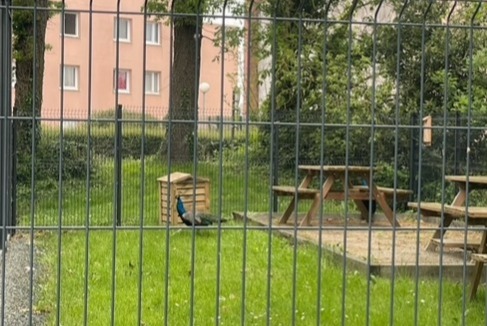 Ontdekkingsalarm Vogel Mannetje La Roche-sur-Yon Frankrijk