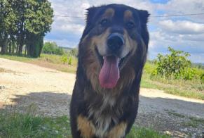 Ontdekkingsalarm Hond rassenvermenging Mannetje Cairanne Frankrijk