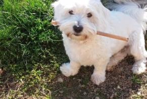 Verdwijningsalarm Hond  Mannetje , 10 jaar Chindrieux Frankrijk