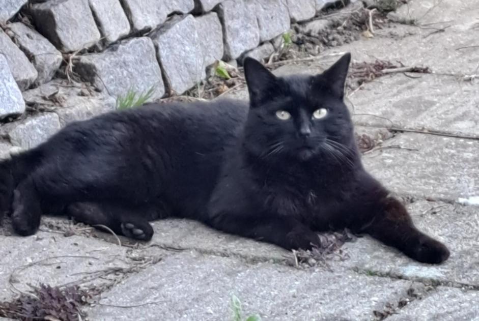 Kat Gevonden in Geleen (, Nederland)  - Ontdekking Pet Alert melding nr. 367173